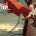Red Rooster
